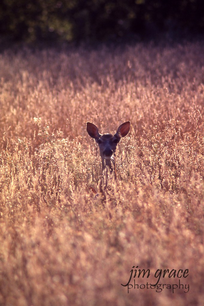 Two White-tailed Deer in Grass