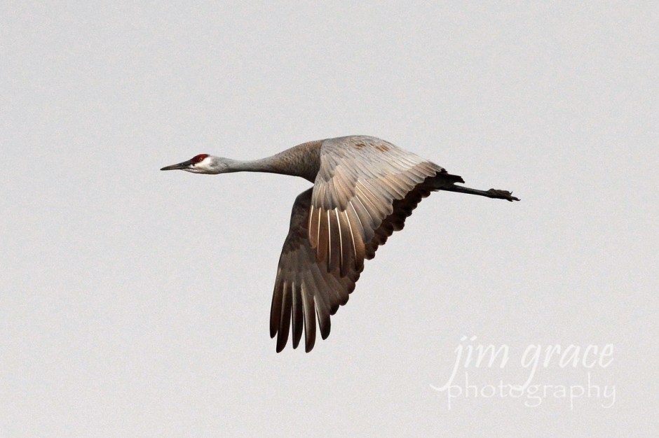 Sandhill Crane