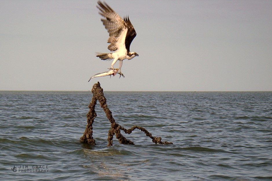 Osprey with fish, Everglades, FL