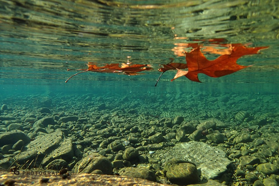 buffalo river, AR below water shot with floating leaves